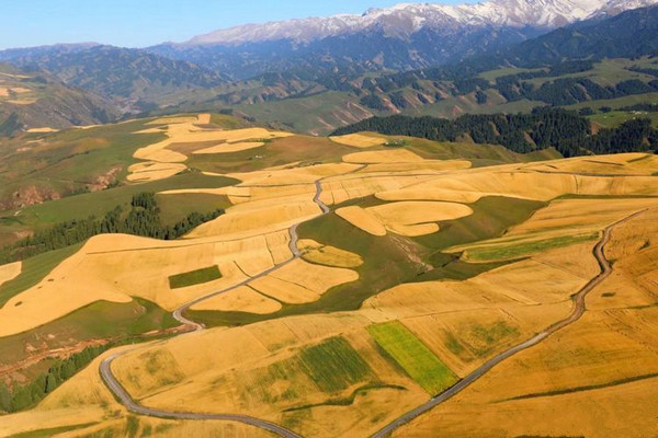 江布拉克的美景描述,风吹麦浪风景视频