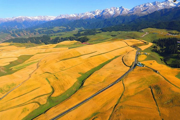 江布拉克的美景描述,风吹麦浪风景视频