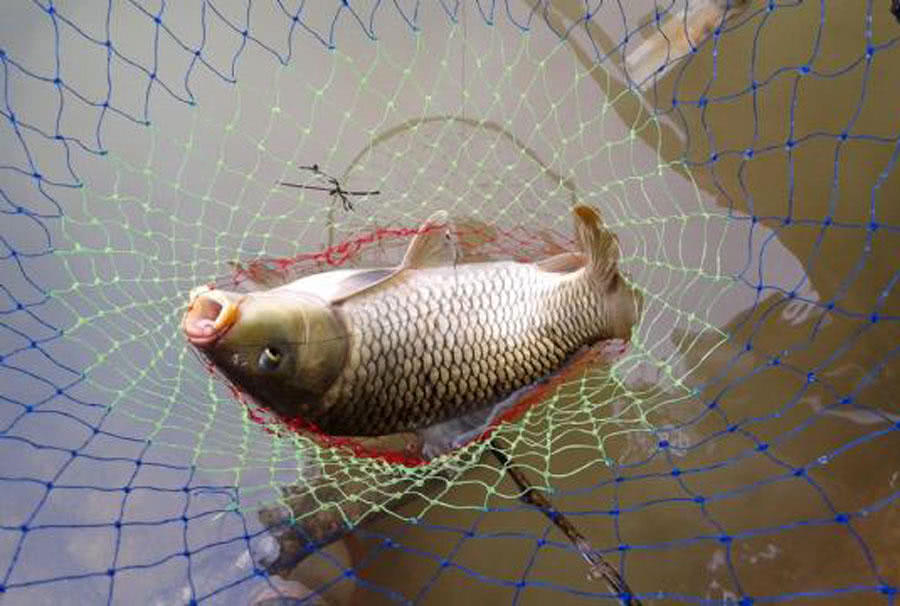 钓鲤鱼新鲜玉米好还是发酵玉米好,钓鲤鱼挂玉米粒的正确方法视频