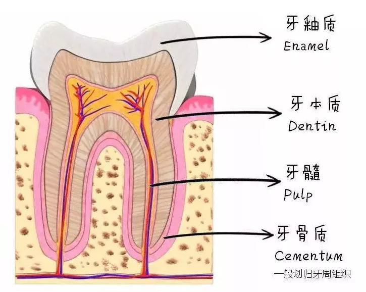 欧美人会用冷光美白牙齿,牙齿美白冷光美白多少钱