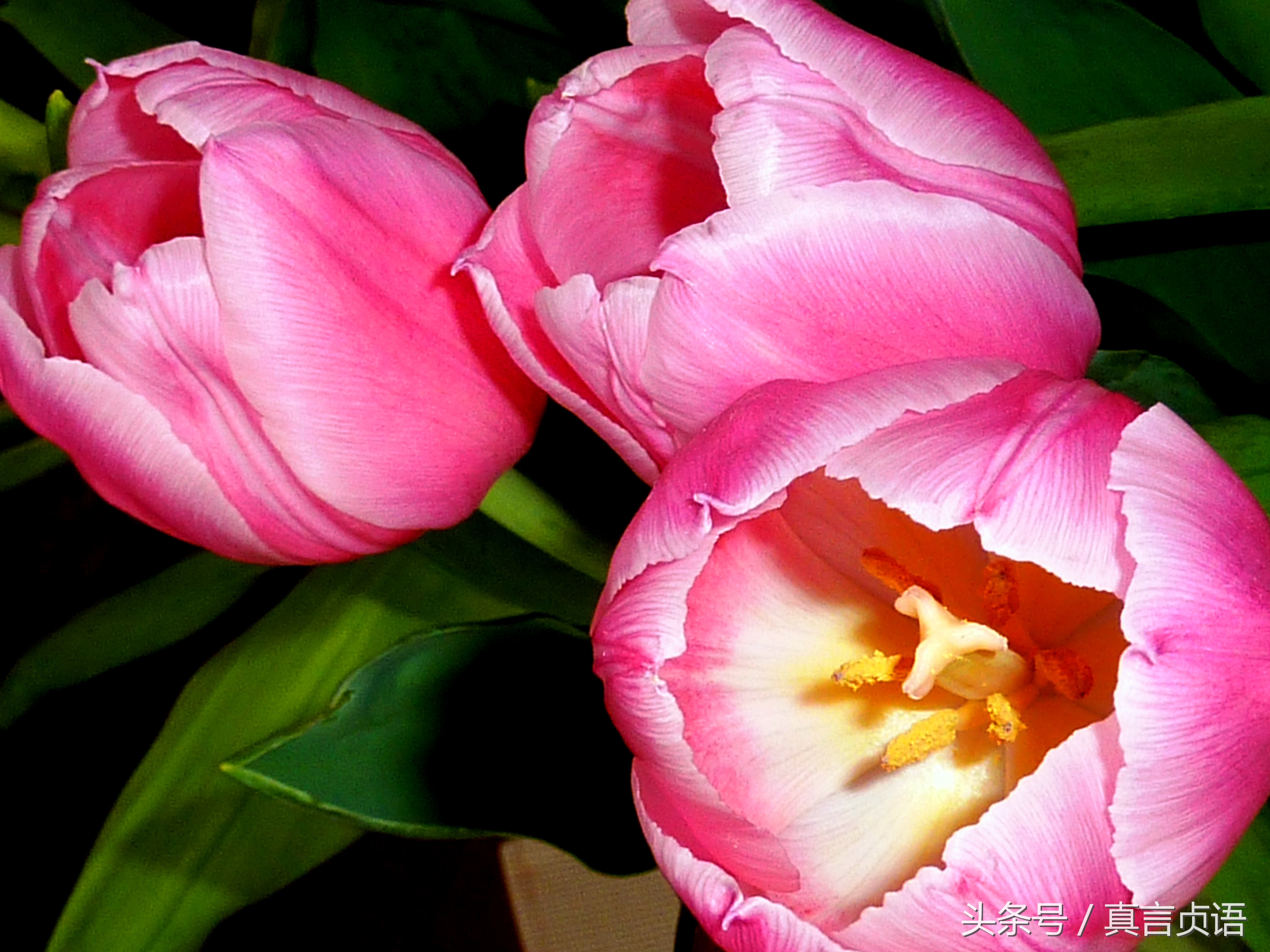 周铁再原创小说：单身女人第四章