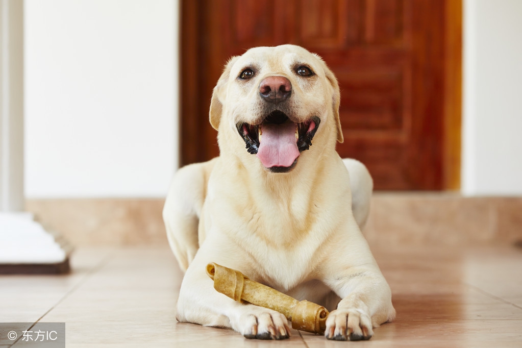 穷人养狗秘籍,养狗狗秘籍大全