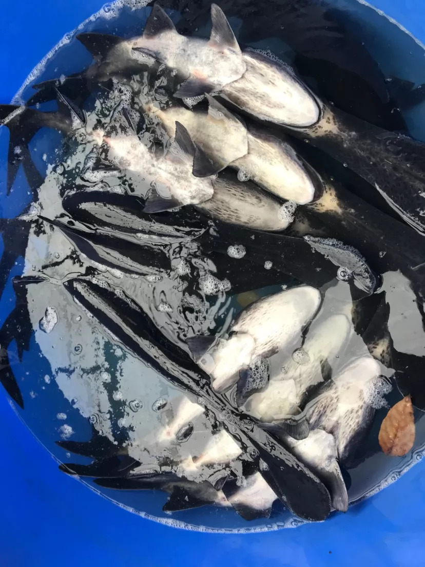 鸭嘴鱼广东有吗,苏州有活的鸭嘴鱼吗