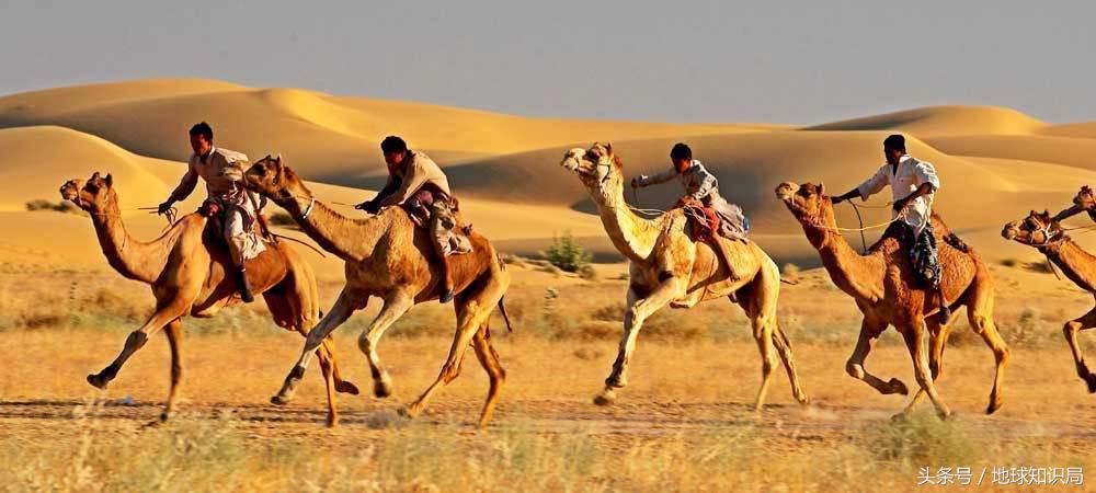 骑完骆驼再骑驴，真正的西域神兽是谁？地球知识局
