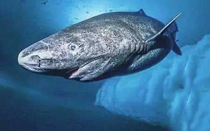 鲨鱼寿命最长的是多少年,科学家预计鲨鱼多久后会灭绝