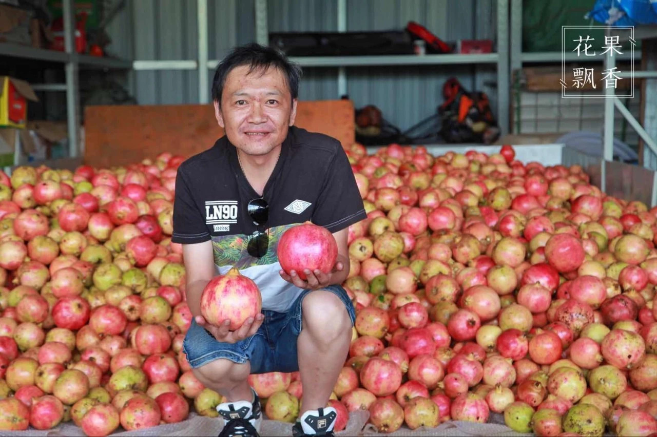 热门产业伤心事：软籽石榴的价格居然会低到2.5元一斤