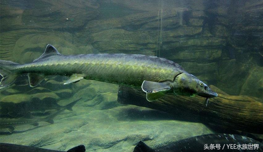 鱼缸里的”君子”排行，有遗憾，不完美