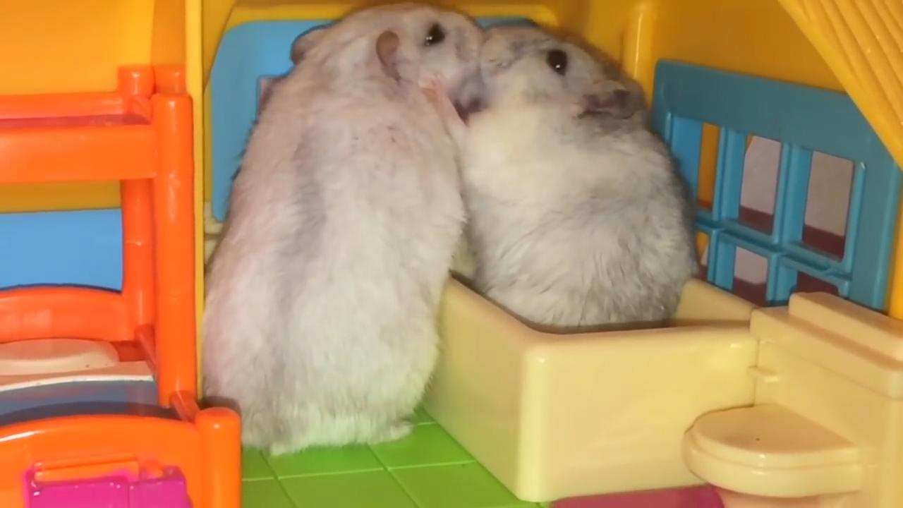 仓鼠为什么会吃自己的宝宝,为什么母仓鼠会吃自己的宝宝