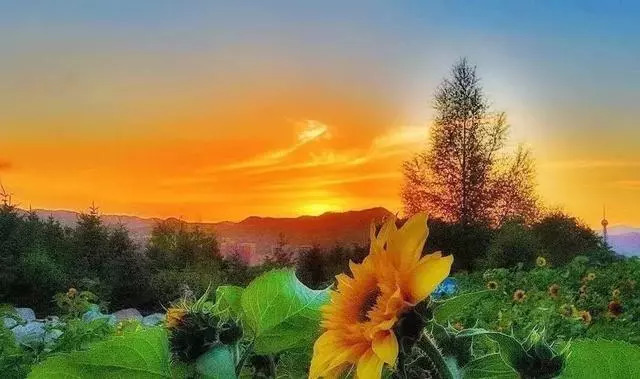 青海十大怪事完整视频,青海十大怪树