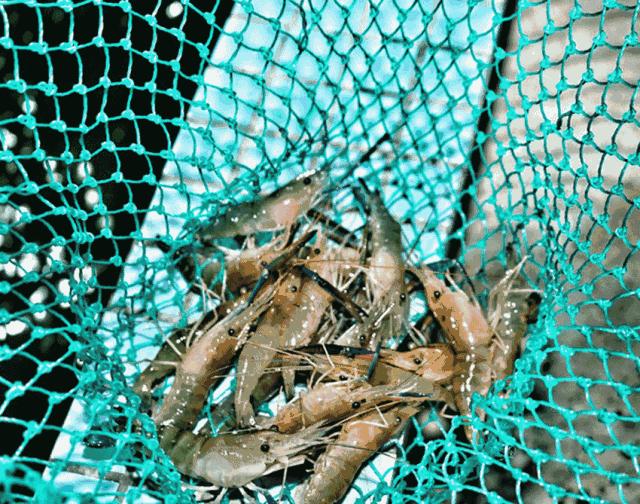 花都三东钓虾场,周末想去海边玩去哪里