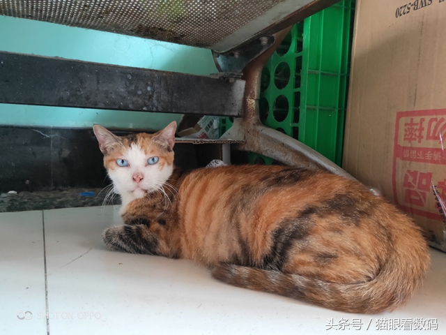 oppor17拍照技术,oppor17拍照好看吗