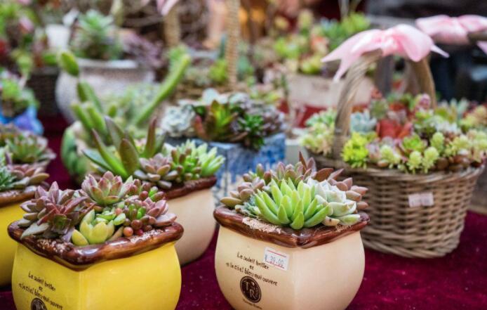 多肉植物怎么养不死根,多肉植物可以用木炭养吗