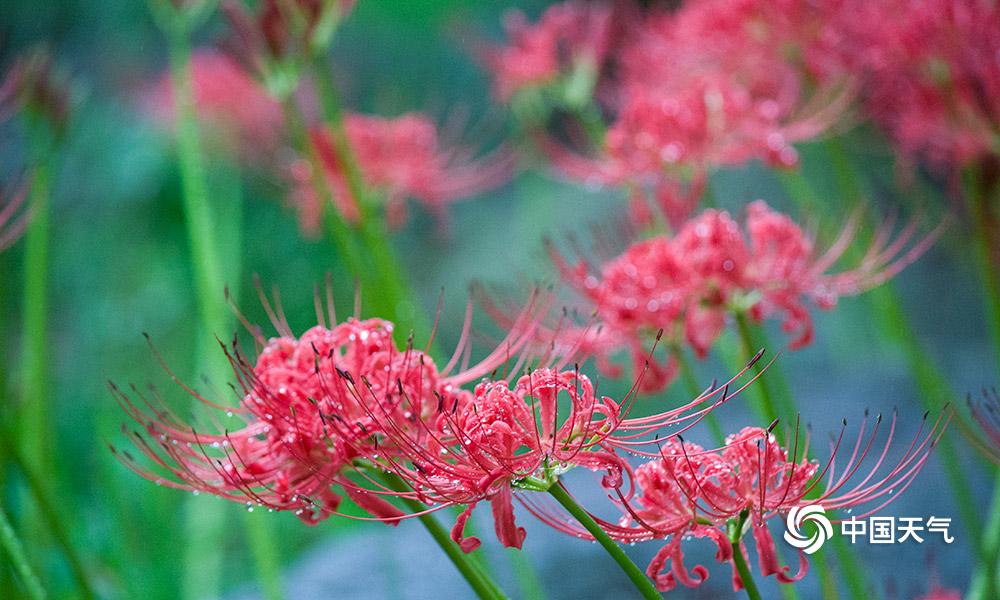 重庆主城哪里可以看曼珠沙华 (雨中的曼珠沙华)