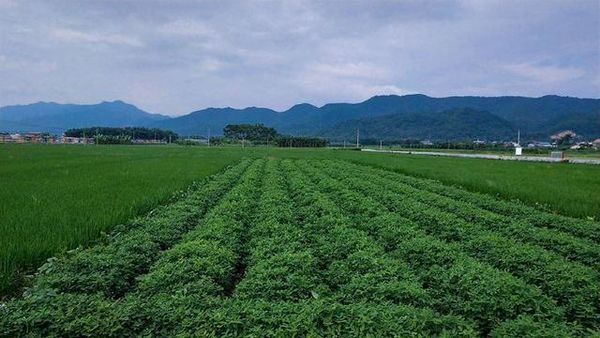 梅州客家风情故事,梅州客家人游记