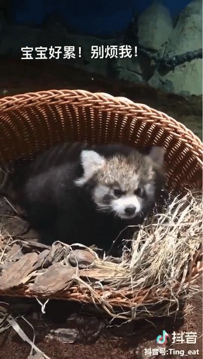 重庆动物园推荐熊猫,重庆动物园冬天有小熊猫吗