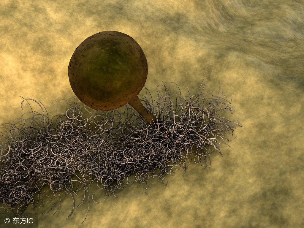 壁纸长霉诱发儿童哮喘？你家墙面为啥老长霉？除霉深度解析090