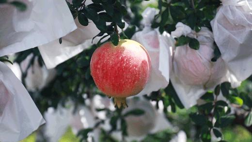 这是一个懂事的石榴，已经学会自己吐籽了