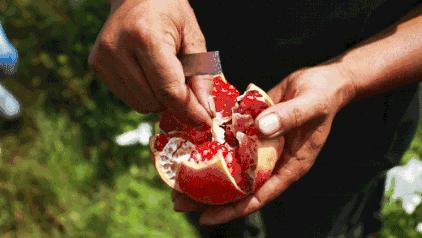 这是一个懂事的石榴，已经学会自己吐籽了