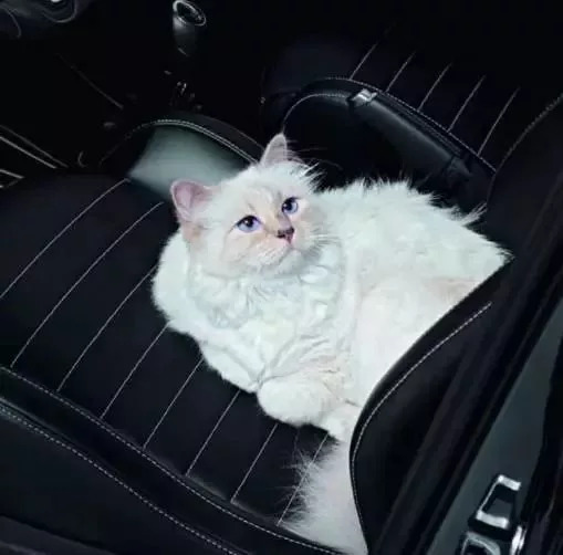 今天给你们看看那些闲得要命、富得流油的猫！