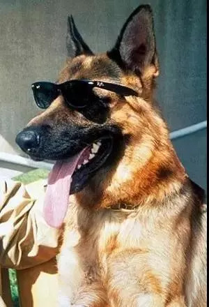 今天给你们看看那些闲得要命、富得流油的猫！