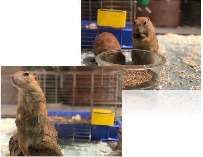 羊驼开门视频,羊驼出门迎接主人