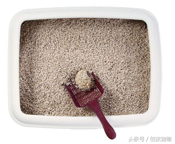 猫不会去猫砂盆上厕所怎么办,猫不在猫砂盆里上厕所有什么办法