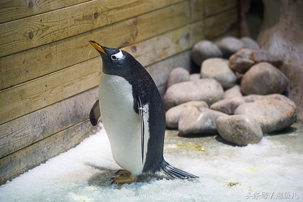 大连极地企鹅,南极企鹅求婚视频