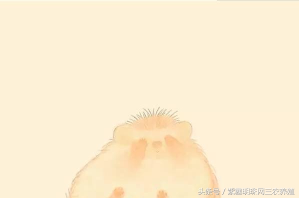 刺猬养殖实用技术,刺猬养殖技巧图解大全