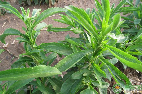 甜叶菊的功效及食用方法,甜叶菊和甜叶菊的区别