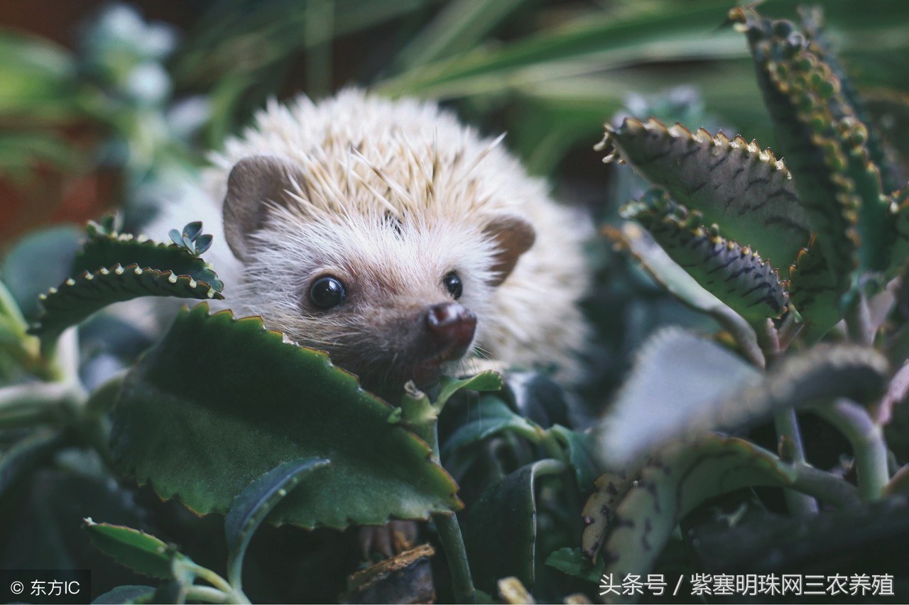 紫珠盆栽的养殖方法和注意事项,紫珍珠的养殖方法及注意事项