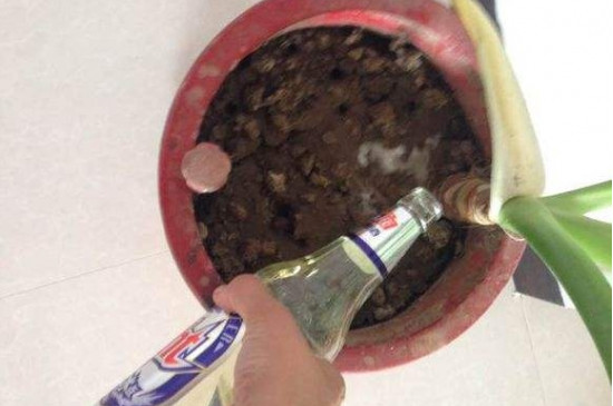 醋和小苏打浇花能杀虫吗,小苏打兑水喷花叶子有用吗