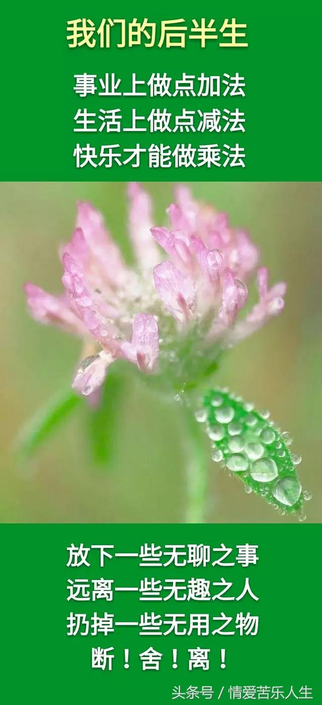 我们的后半生的美文,我们的后半生全集