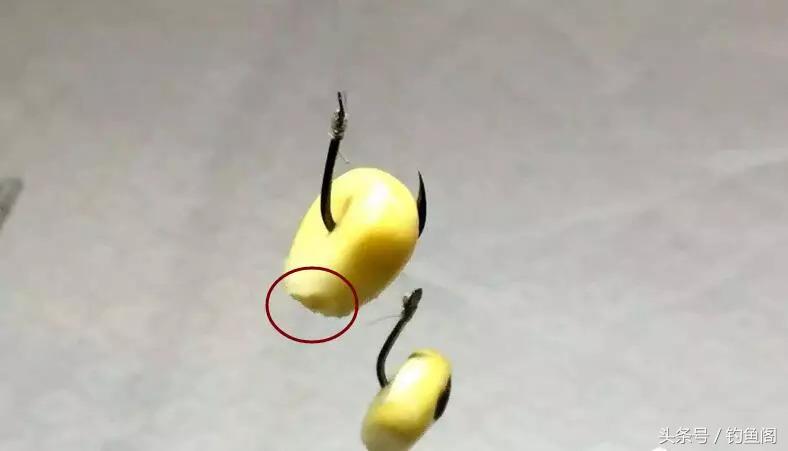 使用玉米钓鱼技巧,用玉米钓鱼方法