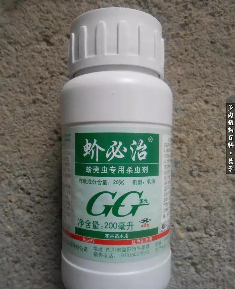 凉风至白露降寒蝉鸣下一句,夏天多肉小白虫消灭方法