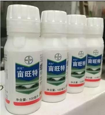 凉风至白露降寒蝉鸣下一句,夏天多肉小白虫消灭方法