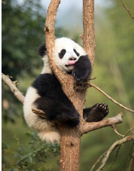 你见过熊猫的视频,限量版的熊猫金币