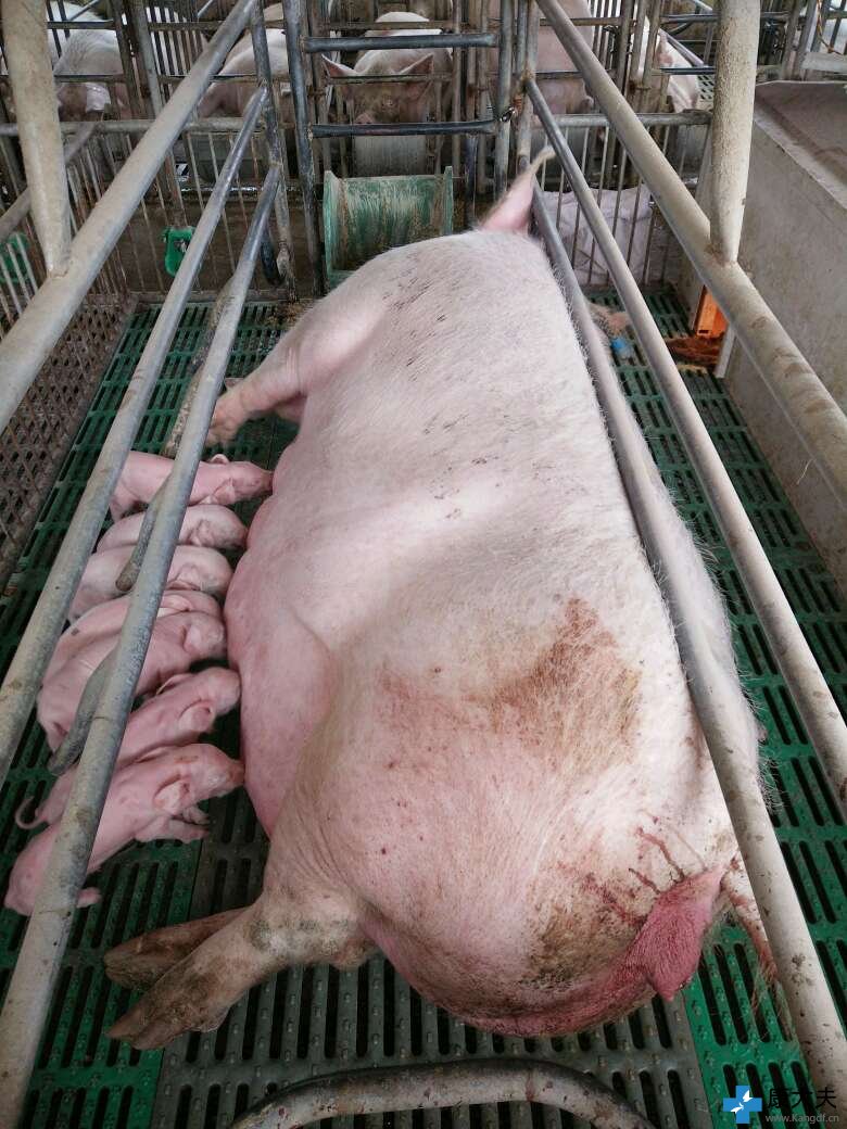 配种舍饲养管理操作规程，附保健计划！