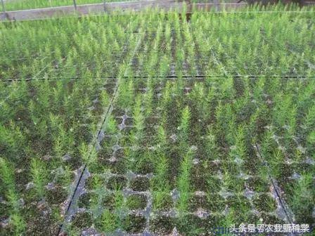 芦笋一年能采摘多少次,芦笋真的是一年四季采摘的吗