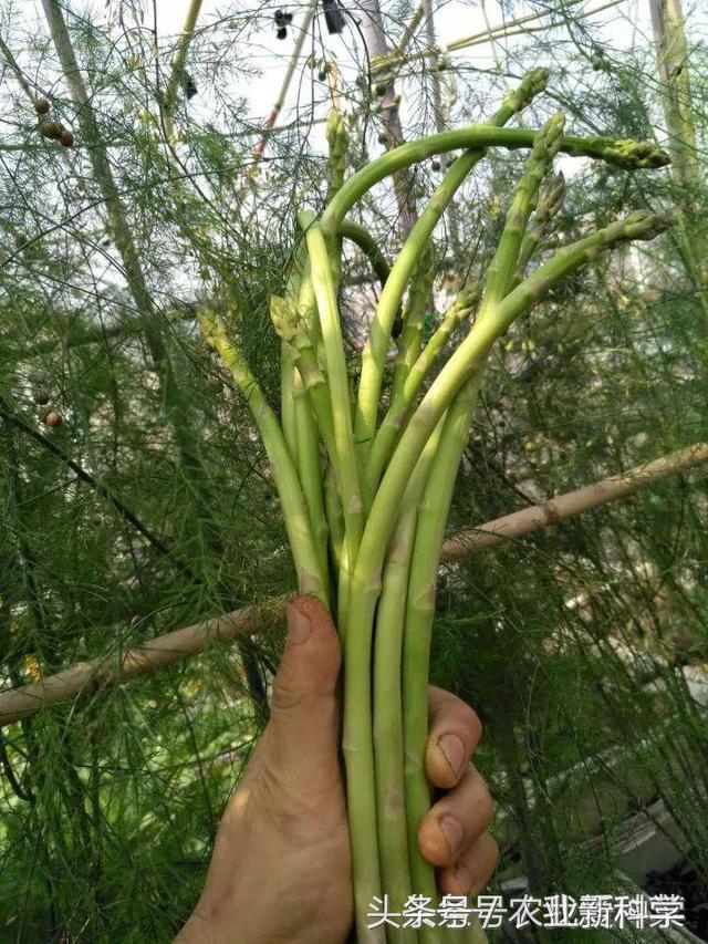 芦笋一年能采摘多少次,芦笋真的是一年四季采摘的吗
