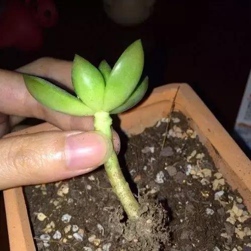 多肉叶片变干了怎么办,多肉叶片干了怎么办