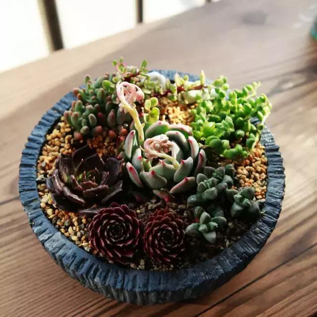 多肉叶片变干了怎么办,多肉叶片干了怎么办