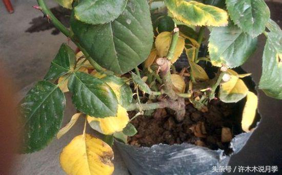 网购月季花黄叶怎么办,网购的月季小苗怎么处理