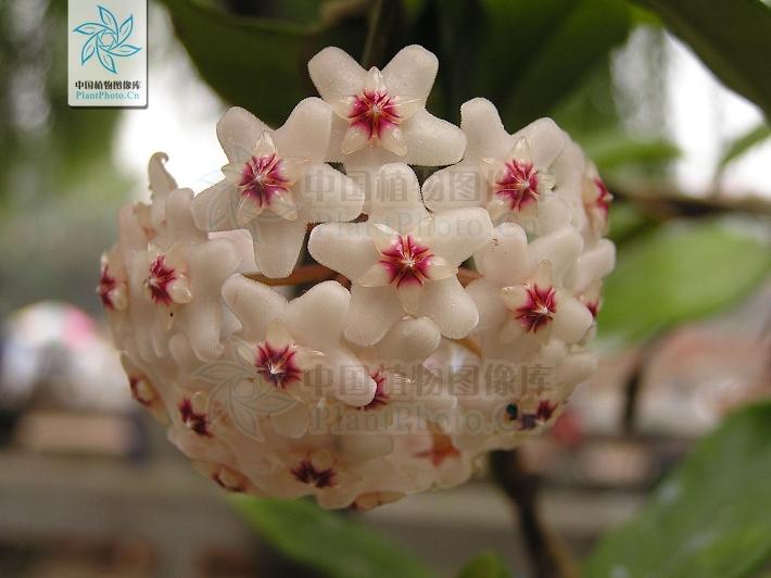 月季香槟玫瑰,月季玫瑰蔷薇你分得清吗