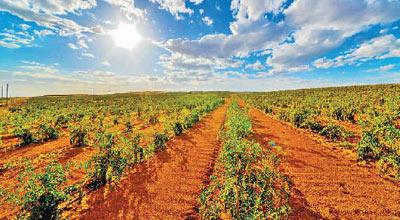 央媒看宁夏,人民日报评价宁夏枸杞