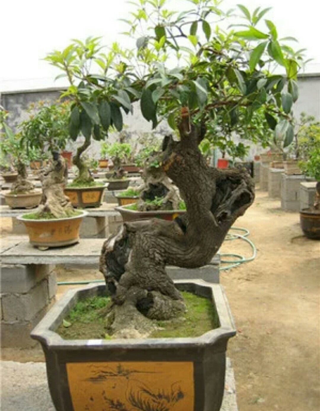 中国十大名贵桂花排名,桂花哪几个品种比较好看