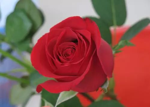 家庭玫瑰养殖方法和注意事项,家庭插花玫瑰怎么养才会爆花