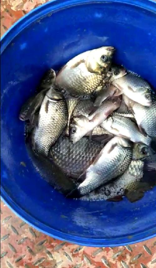 南部县升钟湖钓鱼视频,南部县升钟湖钓鱼价格