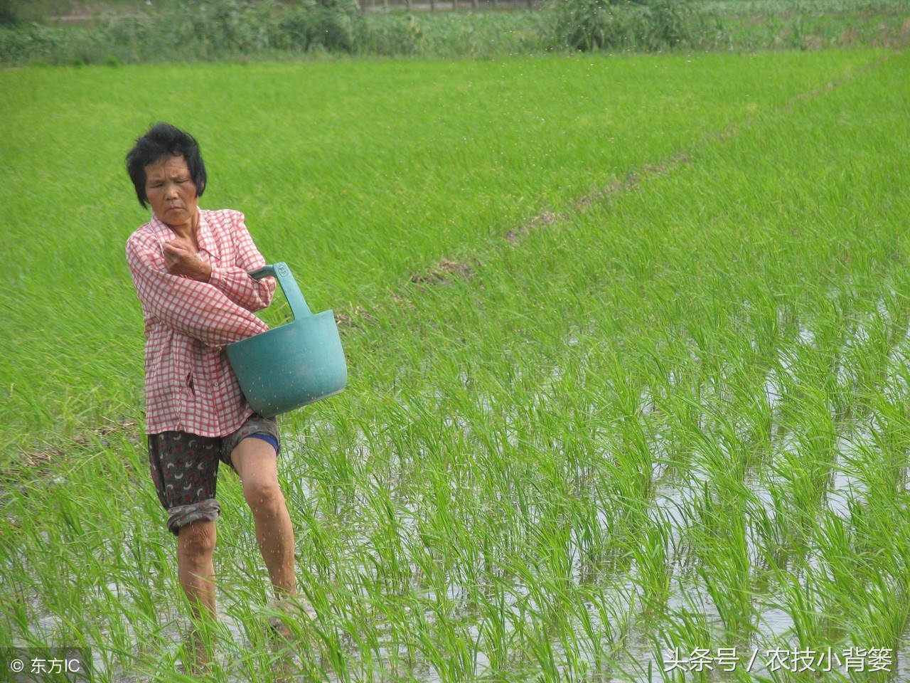 氯化钾和复合肥哪种好,氯化钾和硫酸钾哪个水溶性更好