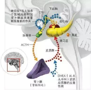 舌头有齿痕就肯定是脾虚吗,舌头咸是阳虚还是阴虚