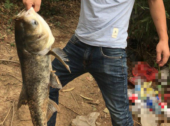 到底能钓到鲢鳙吗,真的能钓上来半条鱼吗